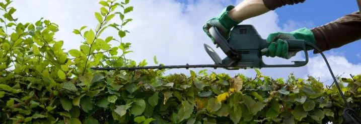 Person schneidet Hecke mit Heckenschere